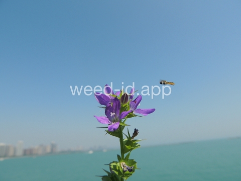 venuslookingglass, common